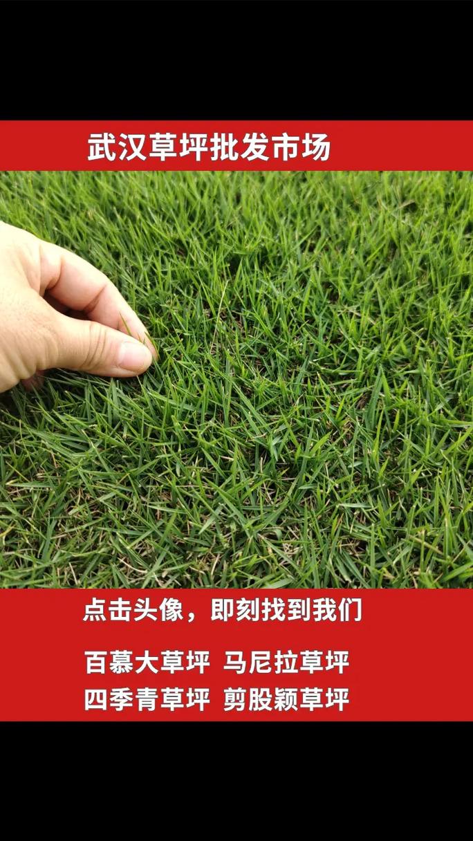 果岭草草坪多少钱一平?2025年价格区间与全方位选购指南 价格参考总表