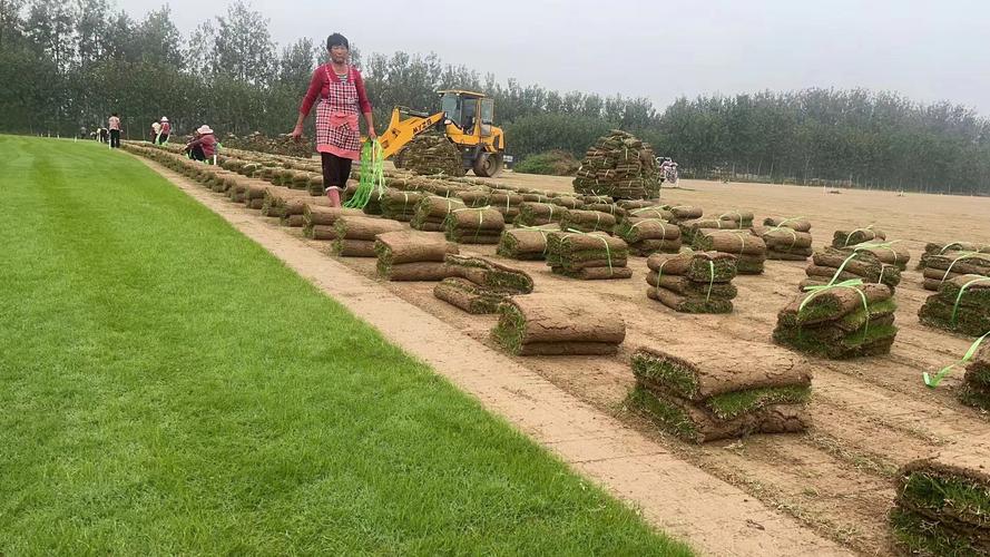 果岭草草坪多少钱一平?2025年价格区间与全方位选购指南 常见问题 FAQ