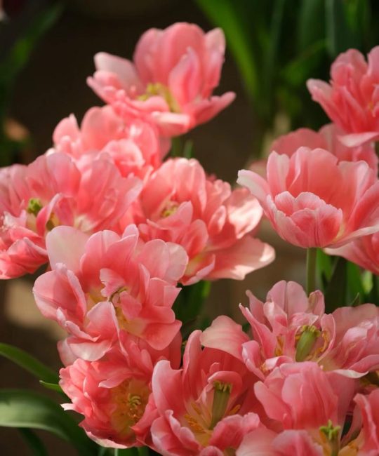郁金香是一种什么样的花？