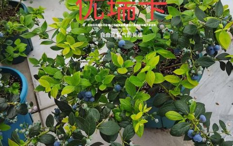 优瑞卡蓝莓品种优缺点全解析：北方早熟耐寒首选
