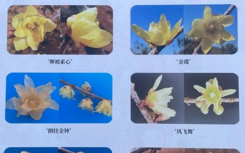 梅花有多少种类？一文读懂梅花的主要分类与代表品种