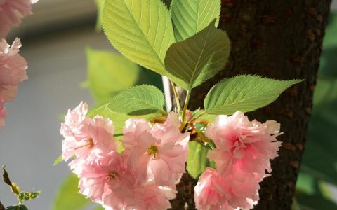 樱花花的价格是多少钱？2025年最新市场报价与影响因素全解析