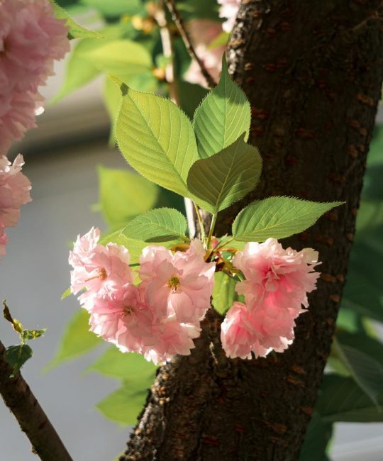 樱花花的价格是多少钱？2025年最新市场报价与影响因素全解析