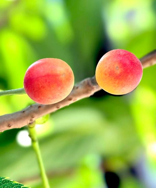 樱花树结的果子叫什么？它是樱桃吗？