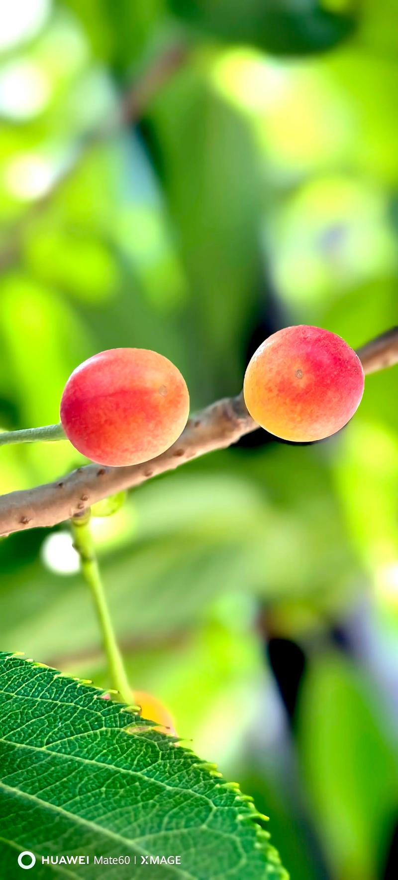 樱花树结的果子叫什么？它是樱桃吗？