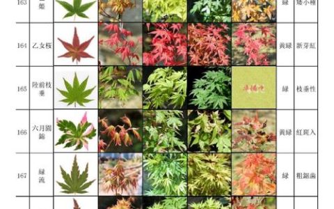 枫树耐寒多少度？品种差异与南北种植全攻略