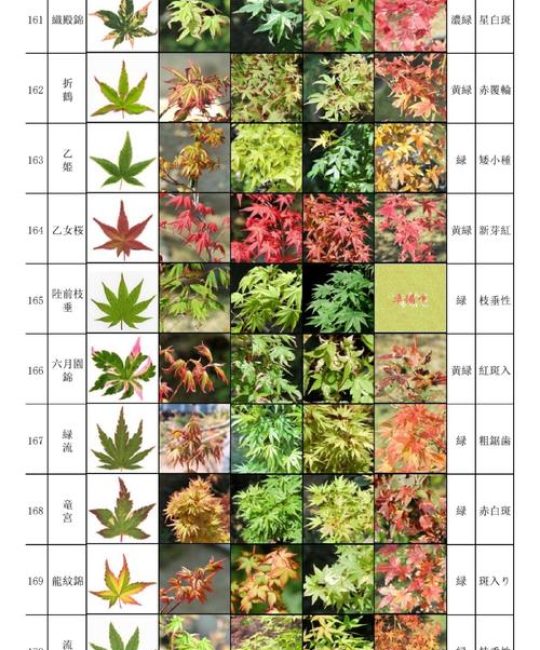 枫树耐寒多少度？品种差异与南北种植全攻略