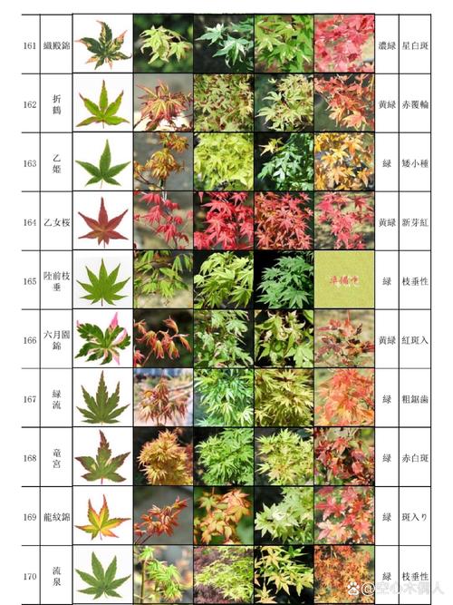 枫树耐寒多少度?品种差异与南北种植全攻略 枫树耐寒性数据详解