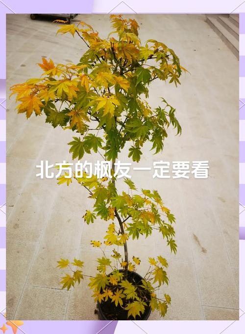 枫树耐寒多少度?品种差异与南北种植全攻略 南北种植差异化建议