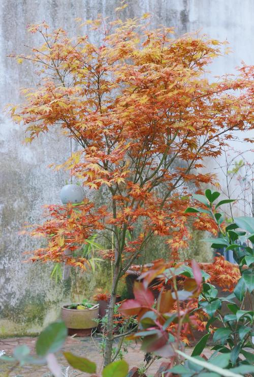 枫树耐寒多少度?品种差异与南北种植全攻略 适种区域与品种推荐