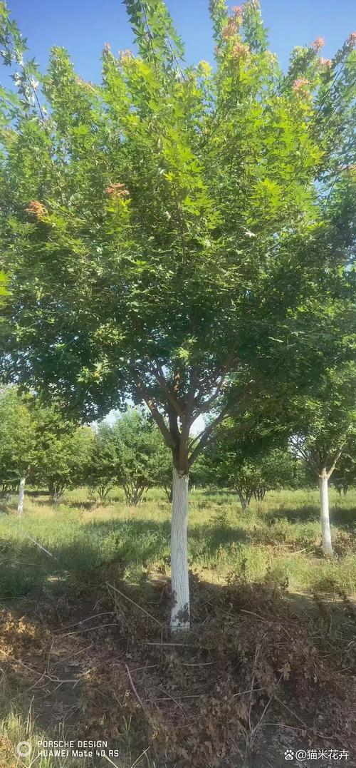 枫树耐寒多少度?品种差异与南北种植全攻略 总结
