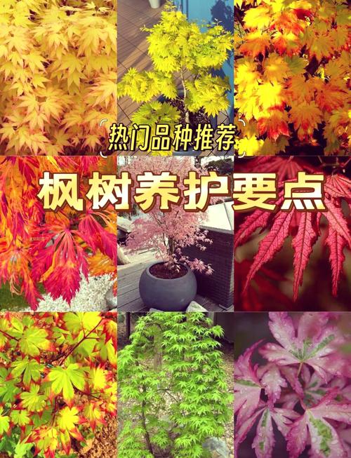 枫树耐寒多少度?品种差异与南北种植全攻略 常见误区纠正