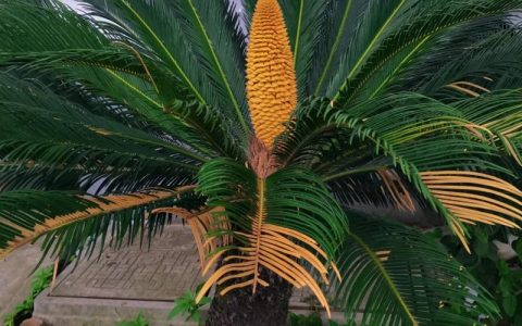 铁树开花的意思是什么？从植物学解读到文化寓意的双重含义