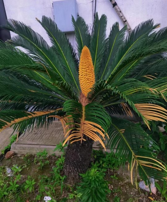 铁树开花的意思是什么？从植物学解读到文化寓意的双重含义