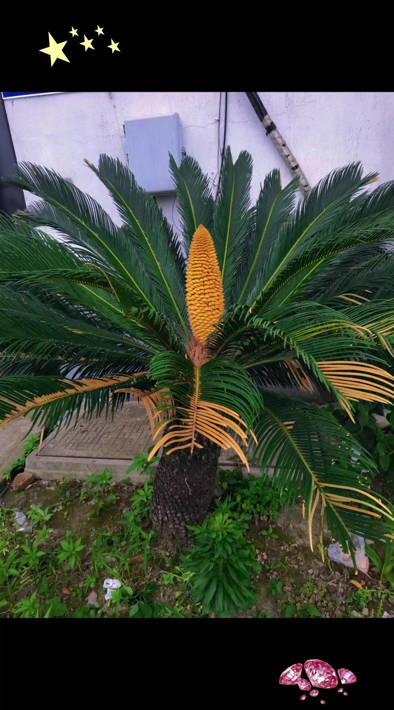 铁树开花的意思是什么?从植物学解读到文化寓意的双重含义 名称与别名