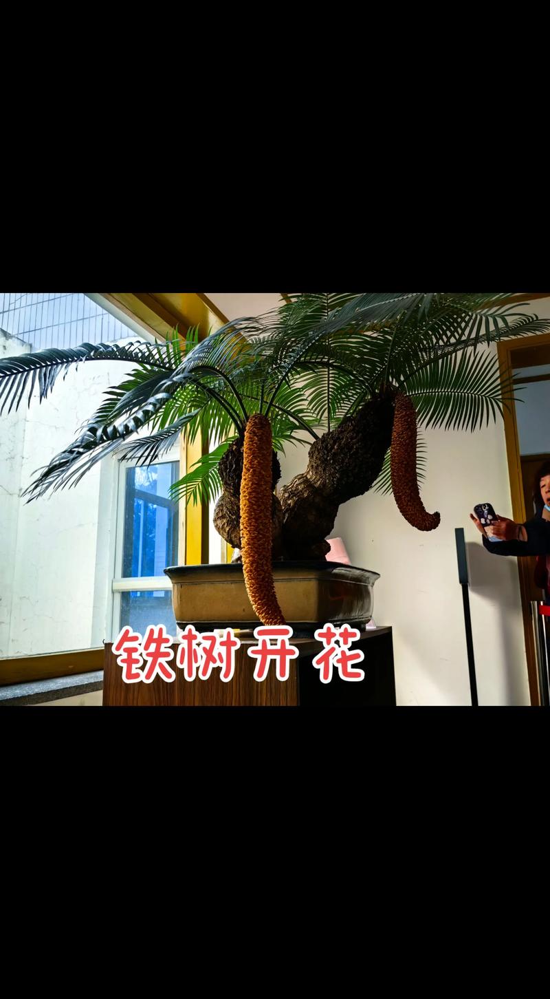 铁树开花的意思是什么?从植物学解读到文化寓意的双重含义 形态特征