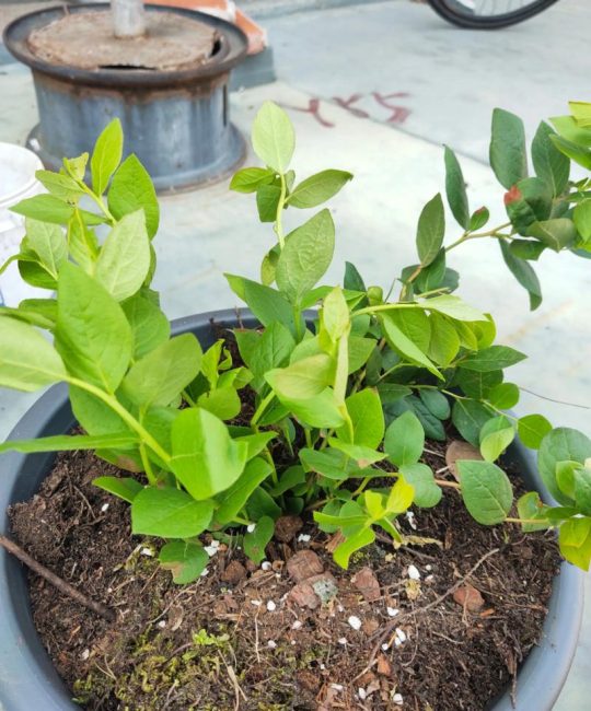 蓝莓喜欢酸性土壤还是碱性土壤？蓝莓种植土壤酸碱度控制与改良全攻略