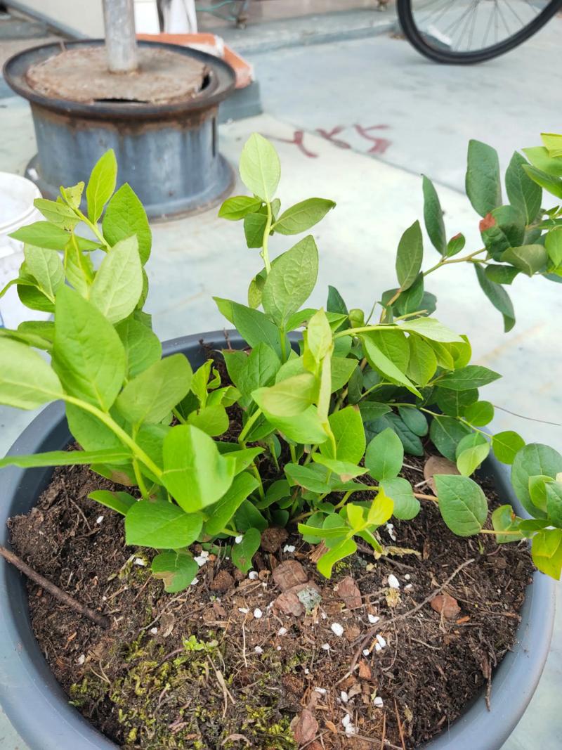 蓝莓喜欢酸性土壤还是碱性土壤?蓝莓种植土壤酸碱度控制与改良全攻略 蓝莓喜欢酸性土壤还是碱性土壤?蓝莓种植土壤酸碱度控制与改良全攻略