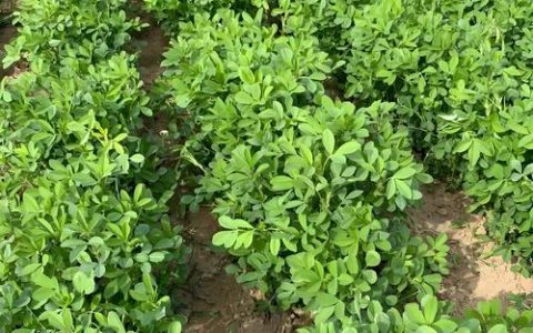 紫花苜蓿草什么时候种？完整种植方法指南