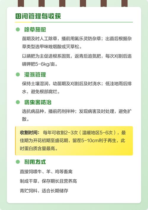 紫花苜蓿草什么时候种?完整种植方法指南 四、栽植深度