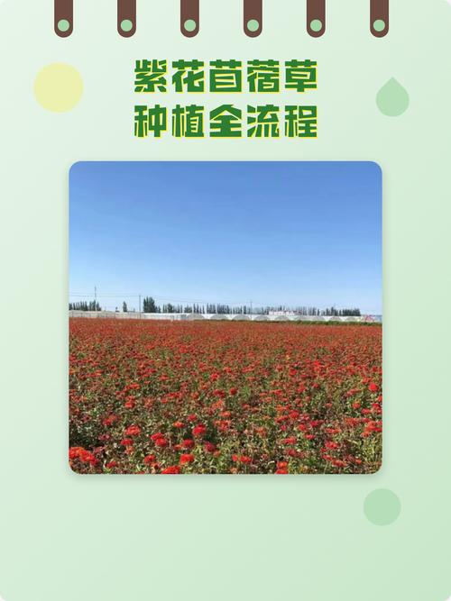 紫花苜蓿草什么时候种?完整种植方法指南 五、浇定根水