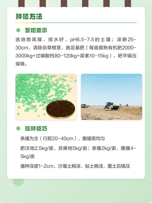 紫花苜蓿草什么时候种?完整种植方法指南 七、成活注意事项