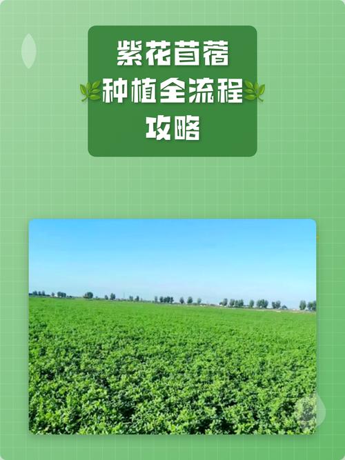 紫花苜蓿草什么时候种?完整种植方法指南 六、缓苗管理