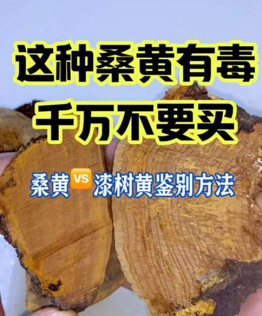 桑黄价格多少钱一斤？规格、产地、年份影响报价