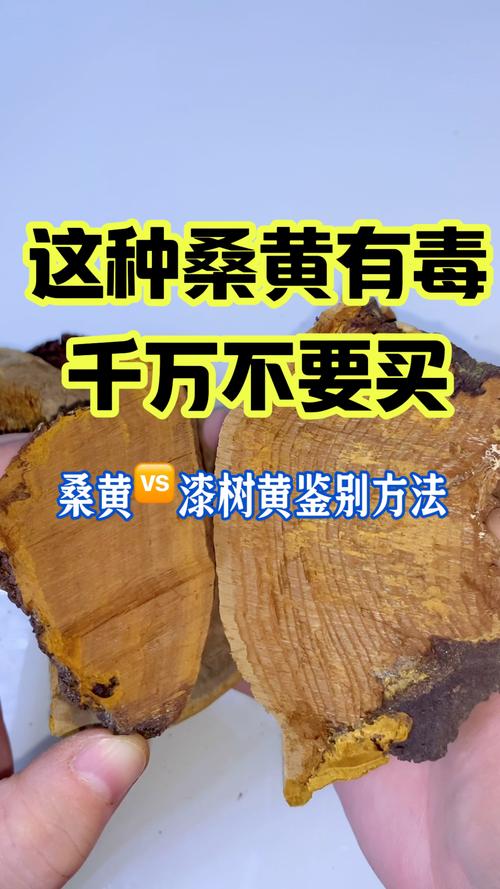 桑黄价格多少钱一斤?规格、产地、年份影响报价 桑黄价格多少钱一斤?规格、产地、年份影响报价