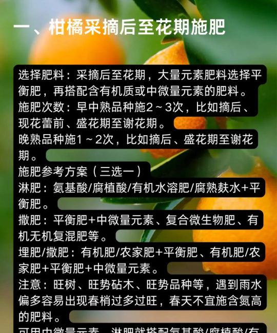 柑橘树施肥全攻略：最佳时间、施肥量及常见误区解析