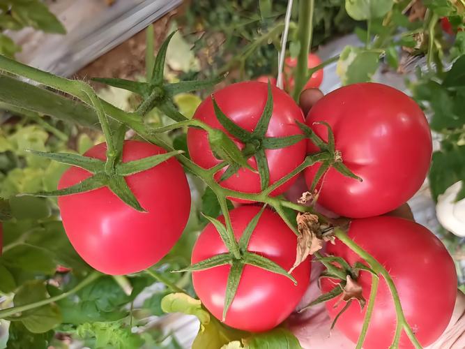 西红柿坐果期用什么肥料好?高钾促果与防脐腐病指南 西红柿坐果期用什么肥料好?高钾促果与防脐腐病指南