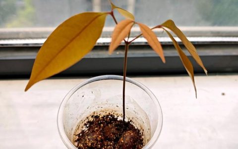 荔枝籽怎么种植能发芽？家庭荔枝种子催芽与育苗全攻略