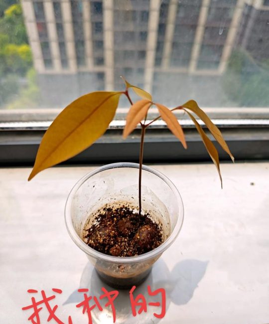 荔枝籽怎么种植能发芽？家庭荔枝种子催芽与育苗全攻略