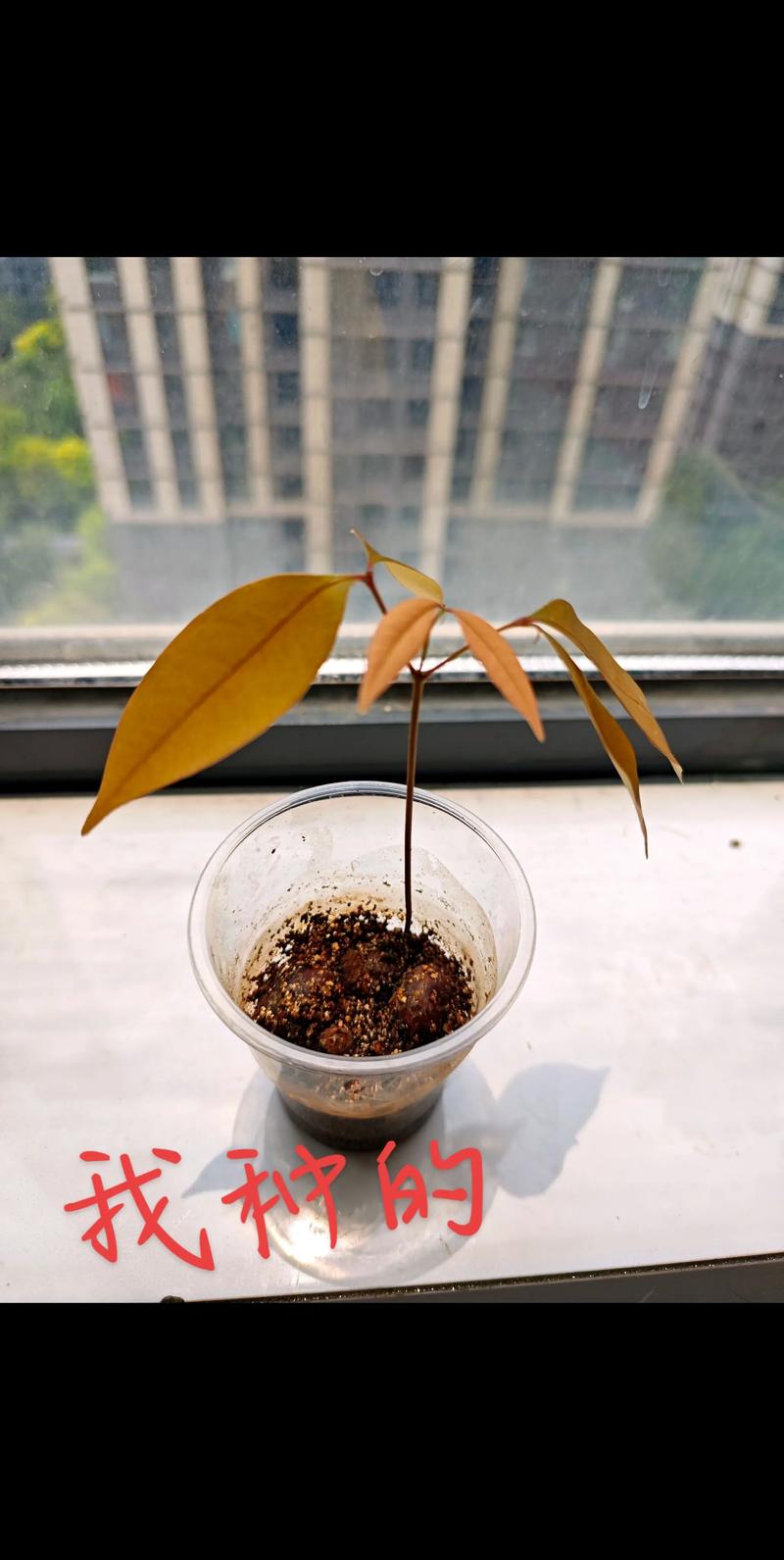 荔枝籽怎么种植能发芽?家庭荔枝种子催芽与育苗全攻略 荔枝籽怎么种植能发芽?家庭荔枝种子催芽与育苗全攻略