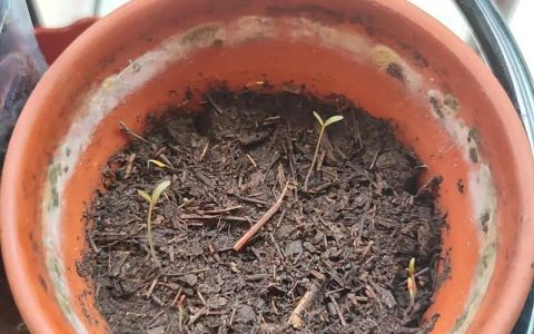 苋菜种子几天发芽？家庭播种全流程与催芽技巧