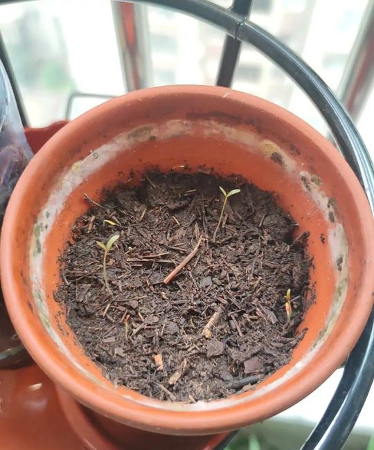 苋菜种子几天发芽？家庭播种全流程与催芽技巧