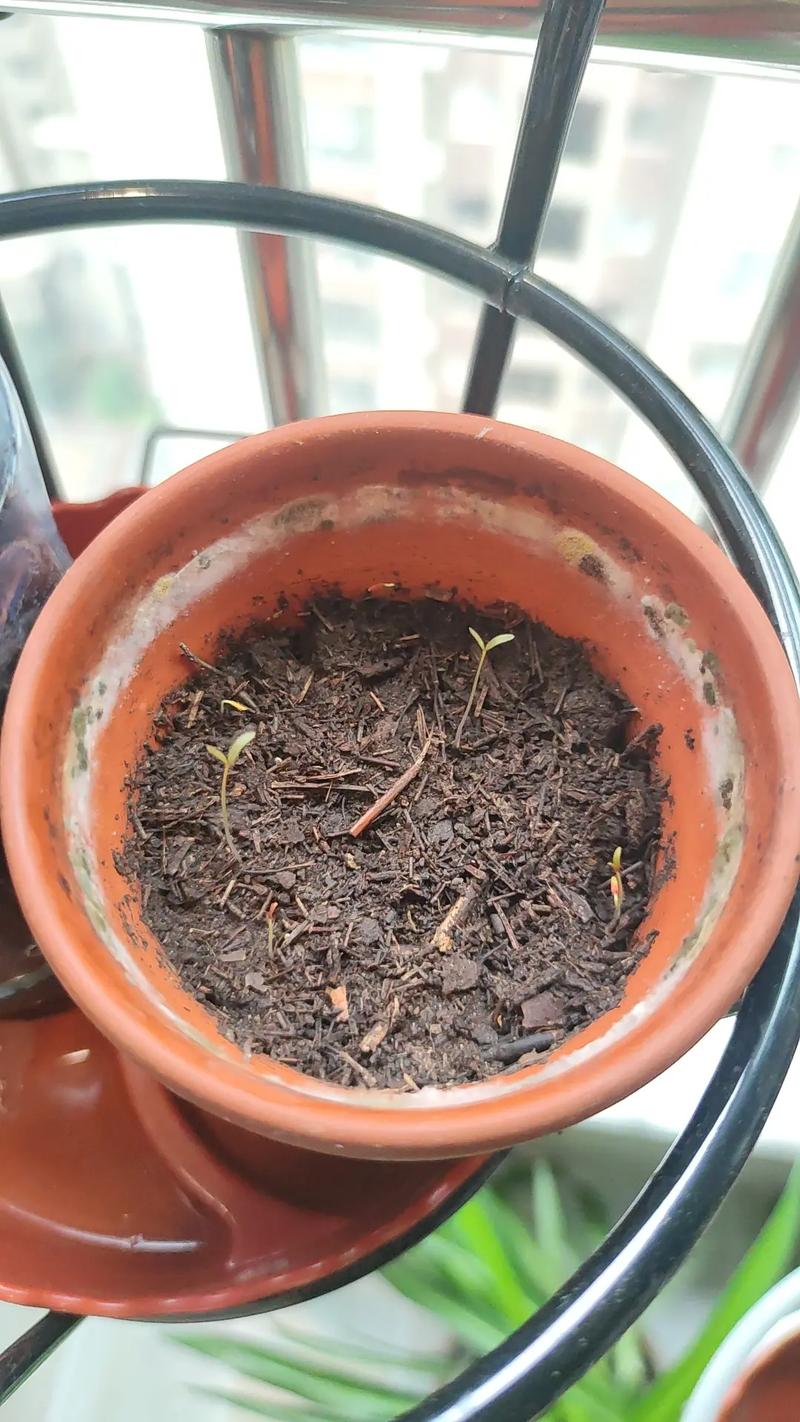 苋菜种子几天发芽？家庭播种全流程与催芽技巧