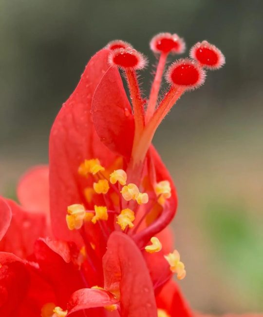 朱槿花和木槿花一样吗？6维度对比帮你秒懂区别