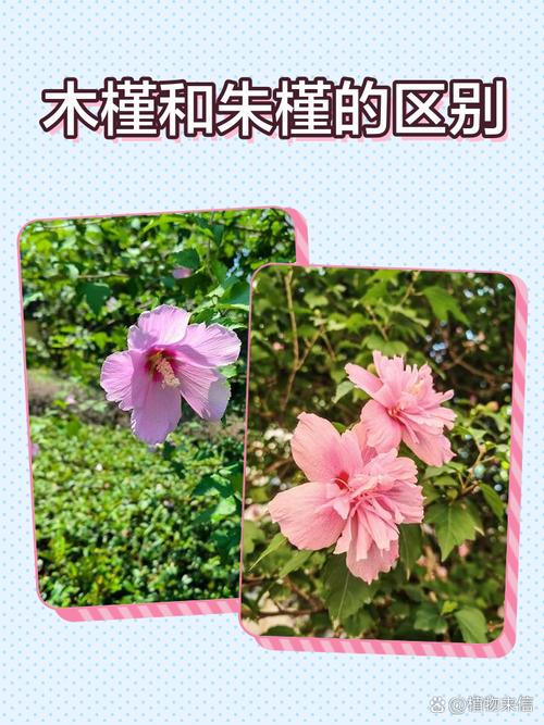 朱槿花和木槿花一样吗?6维度对比帮你秒懂区别 各维度详细解释