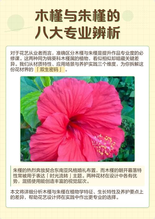 朱槿花和木槿花一样吗?6维度对比帮你秒懂区别 6维度对比表格