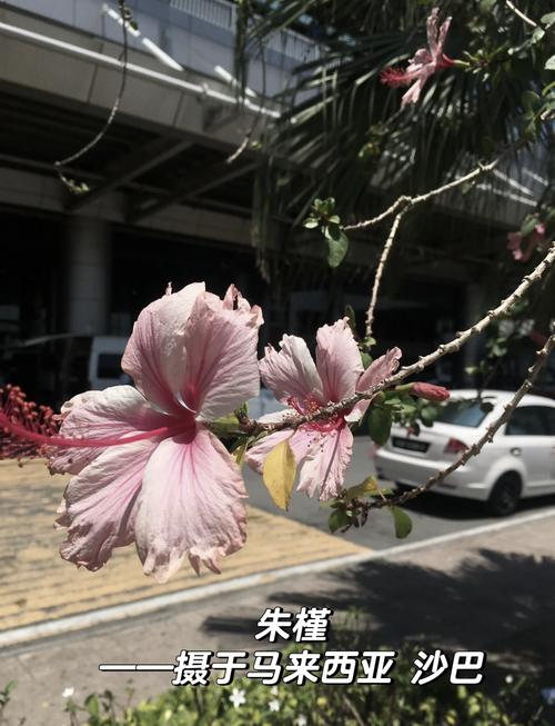 朱槿花和木槿花一样吗?6维度对比帮你秒懂区别 总结
