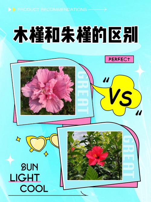 朱槿花和木槿花一样吗?6维度对比帮你秒懂区别 场景化选择建议