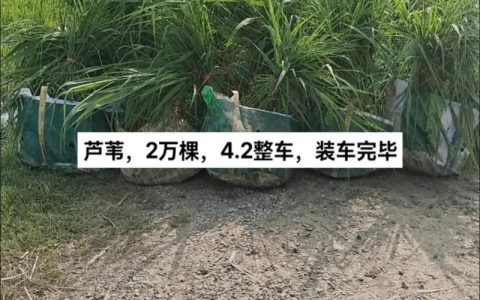 芦苇种苗价格多少钱？2026参考报价与挺水种植全指南