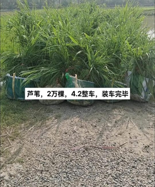 芦苇种苗价格多少钱？2026参考报价与挺水种植全指南
