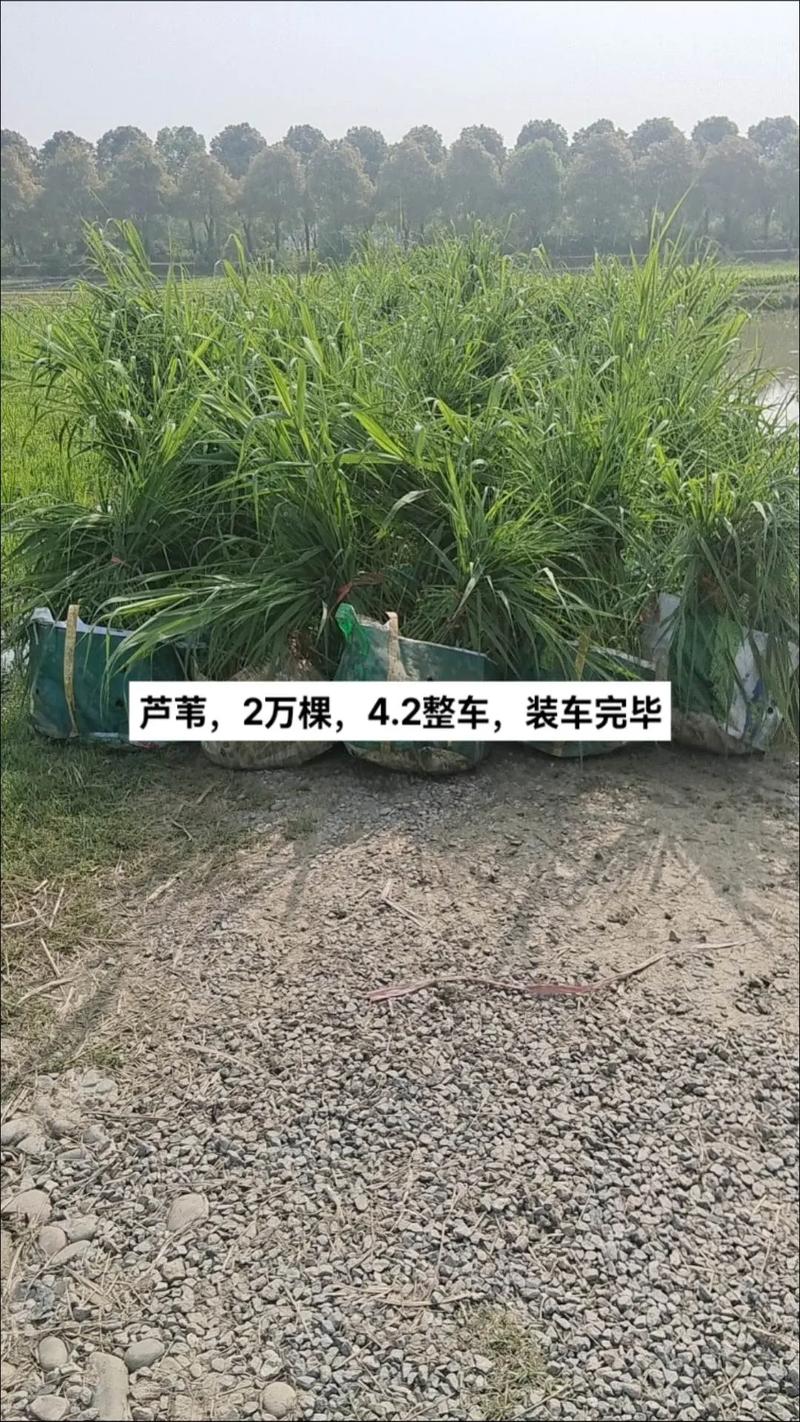芦苇种苗价格多少钱?2026参考报价与挺水种植全指南 规格因素:高度与根系直接决定单价