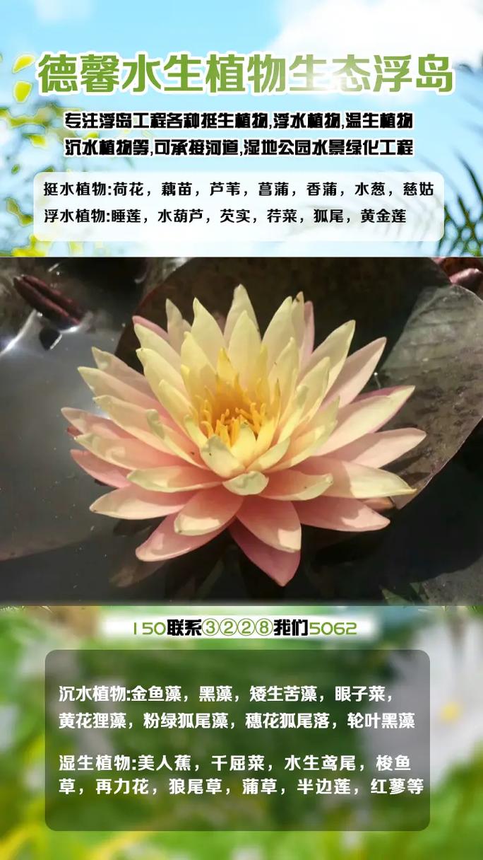 芦苇种苗价格多少钱?2026参考报价与挺水种植全指南 产地因素:华北与华东价差明显
