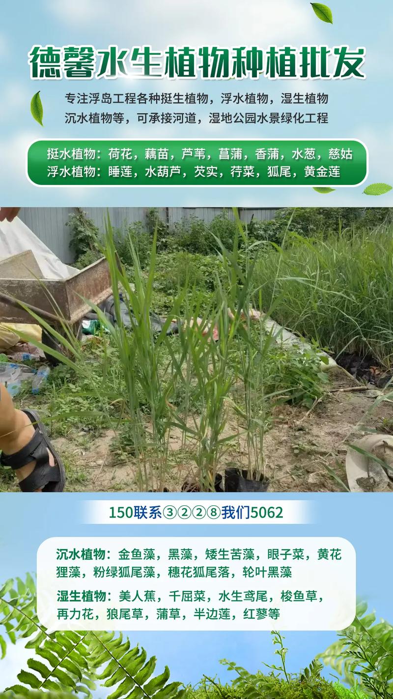 芦苇种苗价格多少钱?2026参考报价与挺水种植全指南 季节因素:春季最低,冬季储备上浮