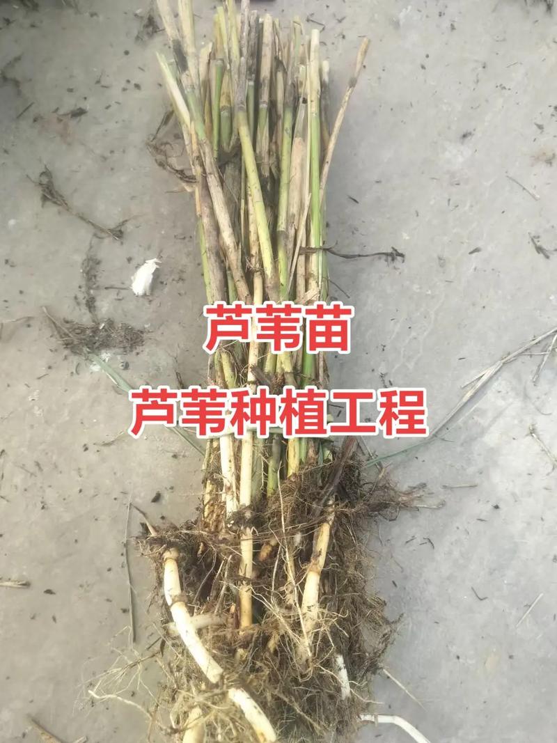 芦苇种苗价格多少钱?2026参考报价与挺水种植全指南 运输因素:物流成本占比10%-30%