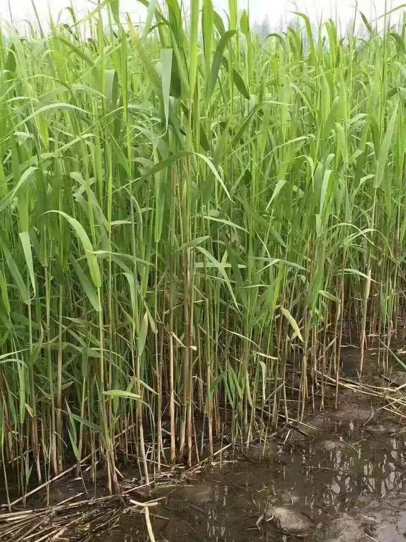芦苇种苗价格多少钱?2026参考报价与挺水种植全指南 景观配置与越冬扩繁管理
