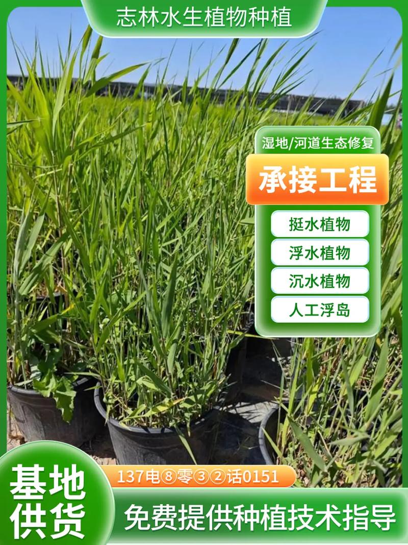 芦苇种苗价格多少钱?2026参考报价与挺水种植全指南 价格与参数汇总表